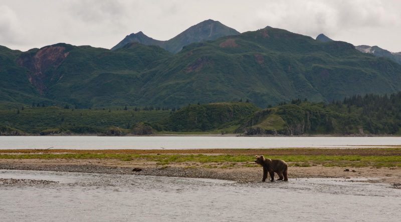 Grizzly Bear On River Bank